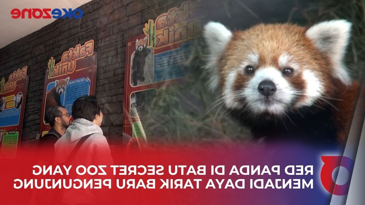 Red Panda Langka Hadir di Batu Secret Zoo, Wajib Lihat!